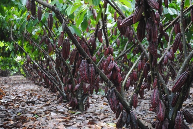 Produção de cacau, foco do Exporta Mais Brasil
