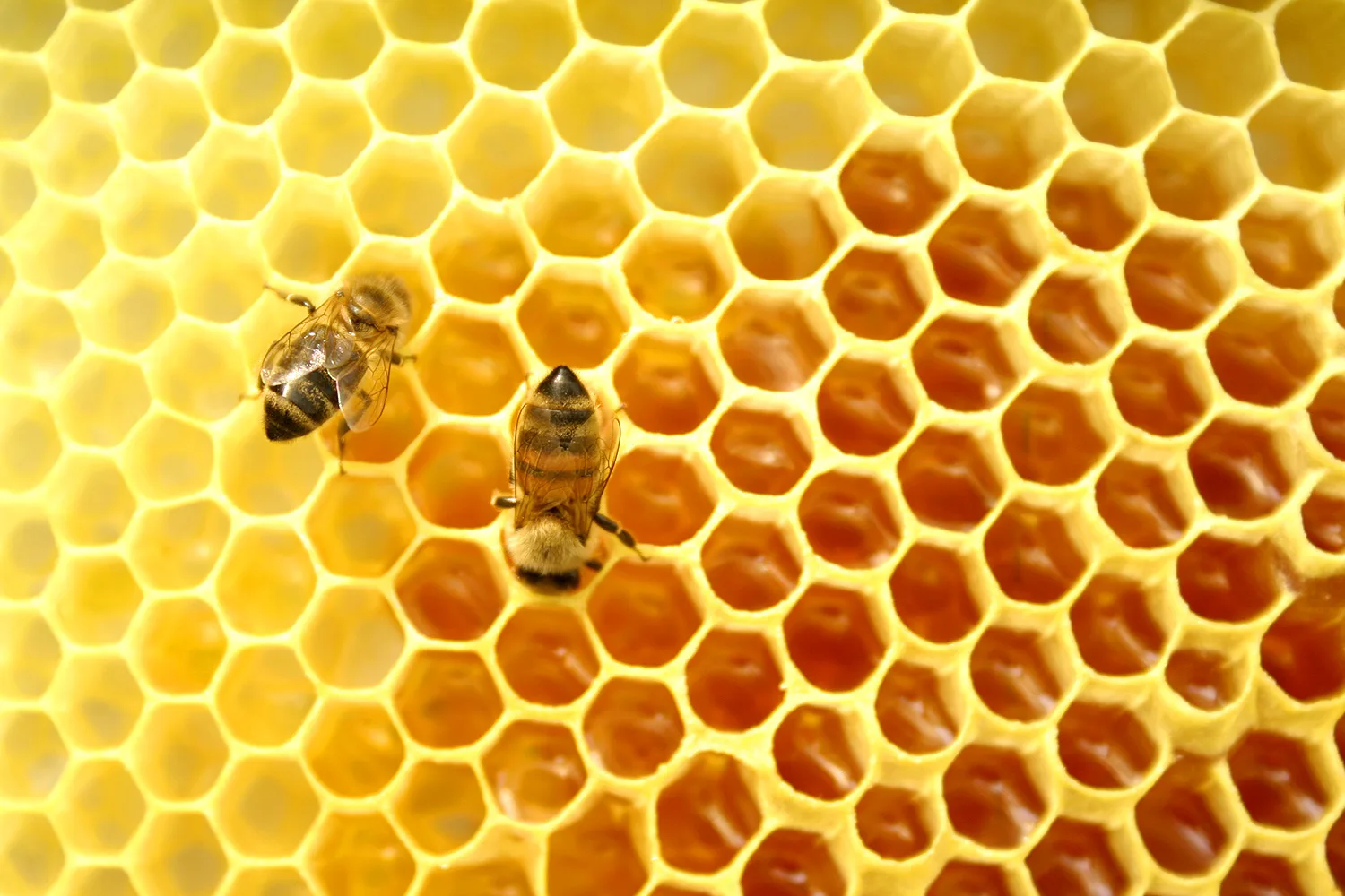 Colmeia sendo manejada em um projeto de apicultura sustentável