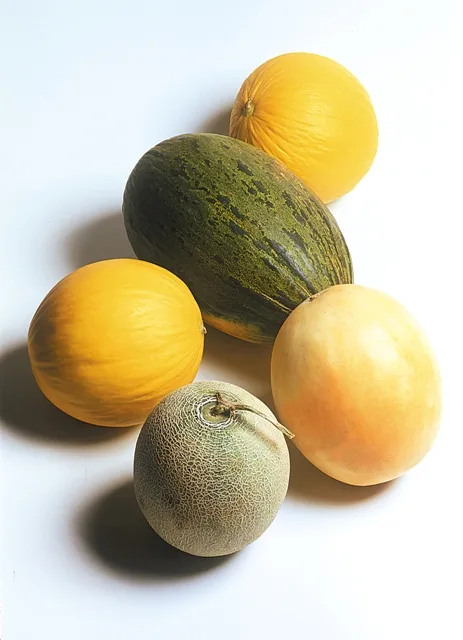 Principais tipos de melão cultivados no Brasil