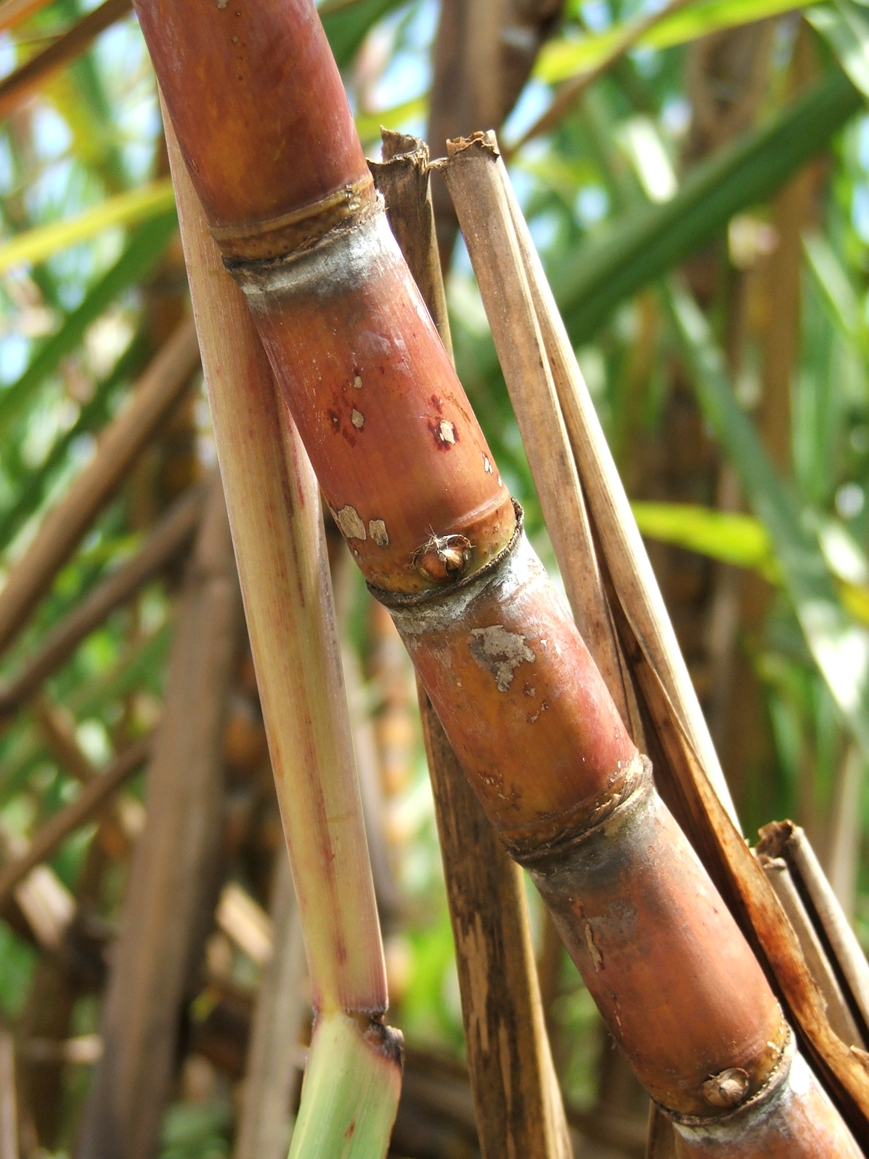 Análise da Hedgepoint sobre cenário de menor disponibilidade de cana no Centro-Sul