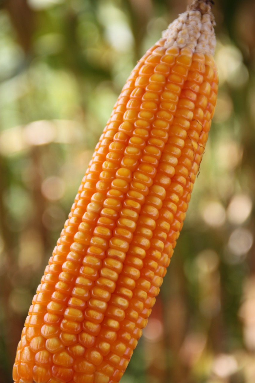 Novas variedades de milho híbrido chegam no mercado brasileiro