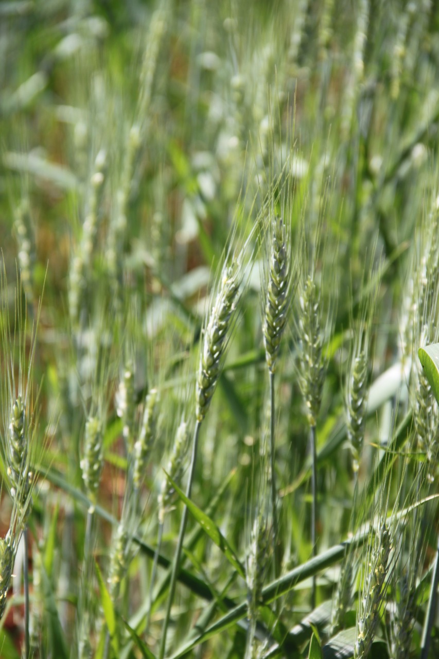 Manejo e monitoramento para controle da lagarta