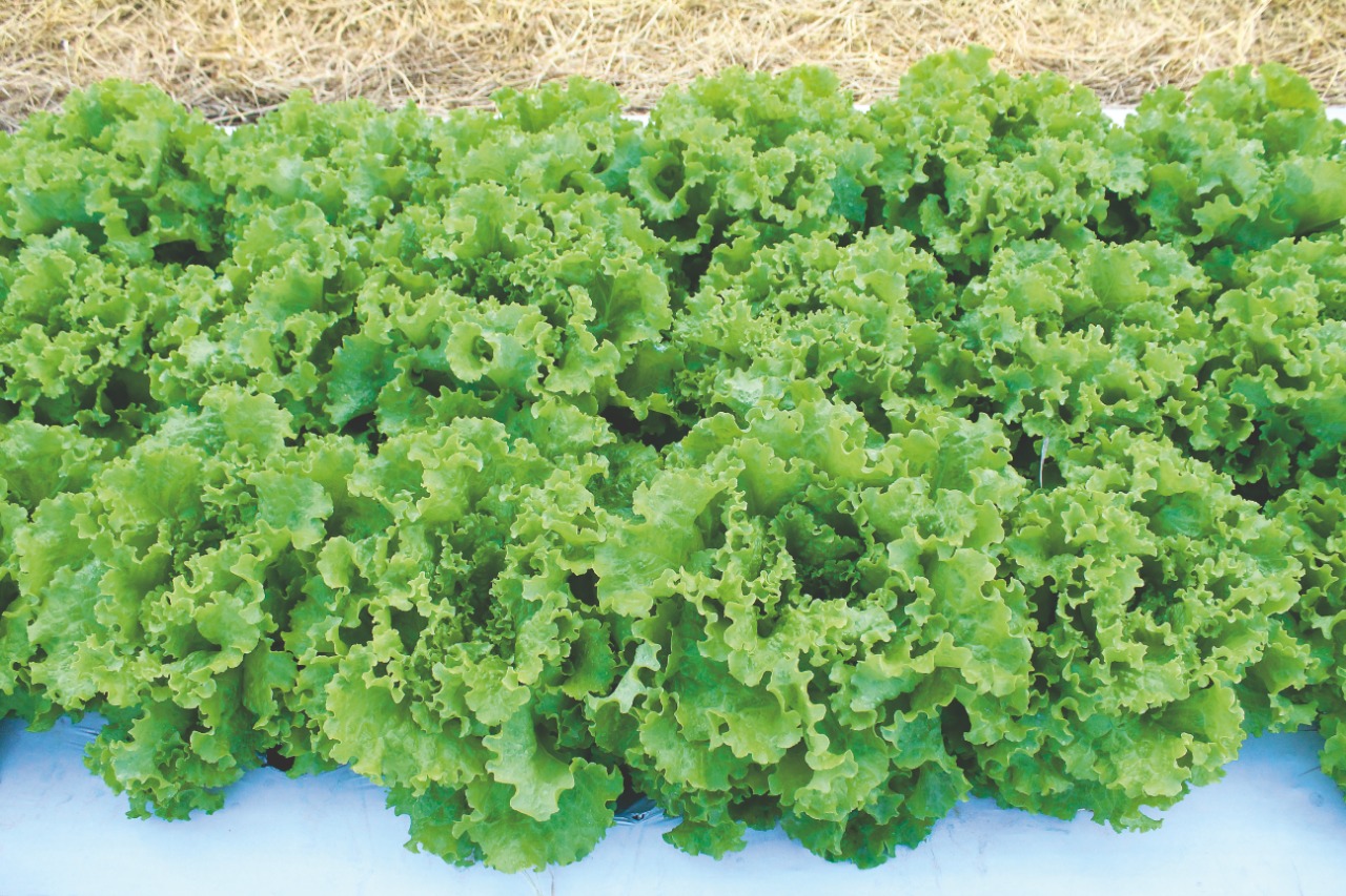 Nova variedade de alface tolerante ao calor