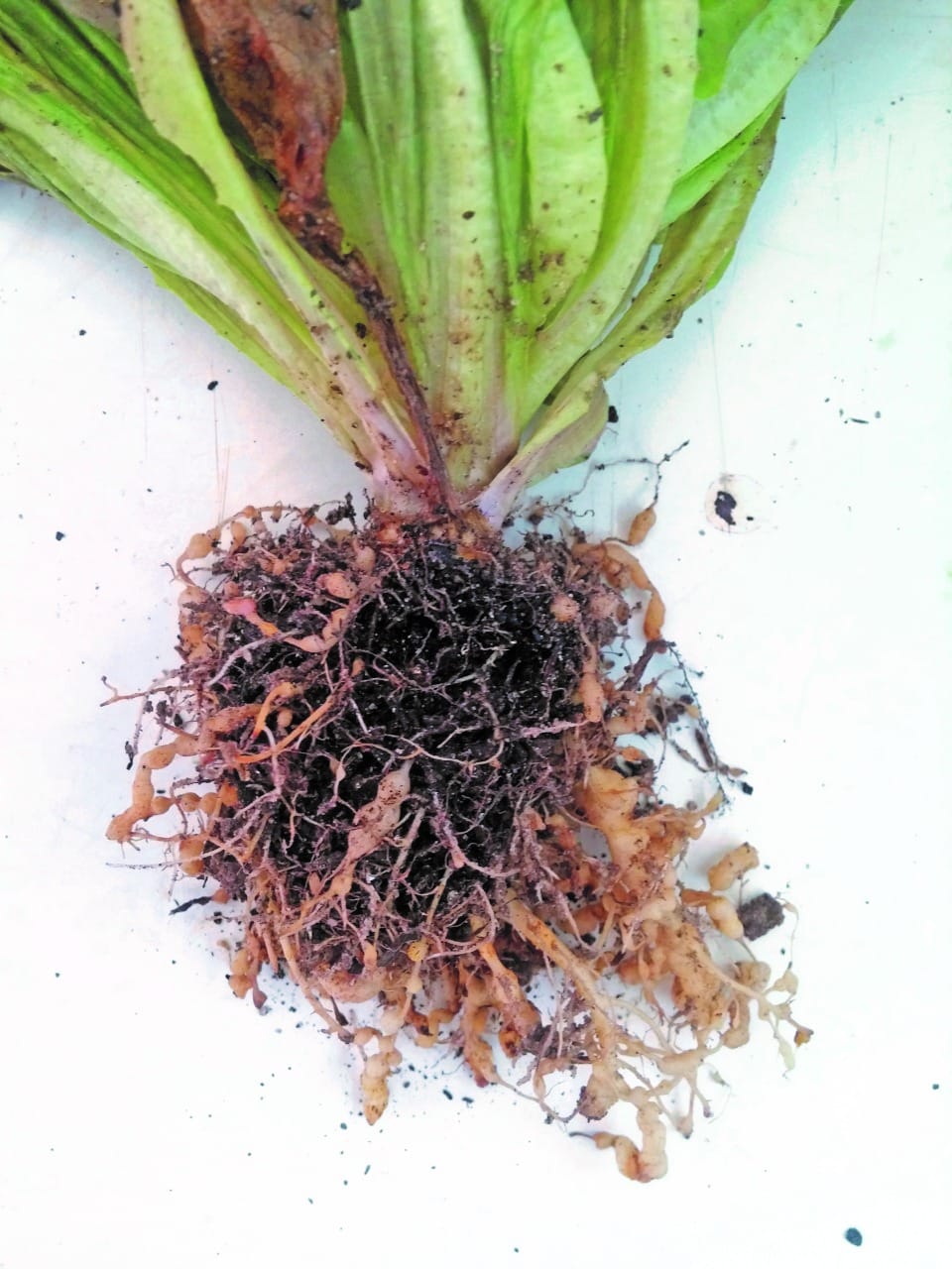 Produtos biológicos controla nematoides em alface