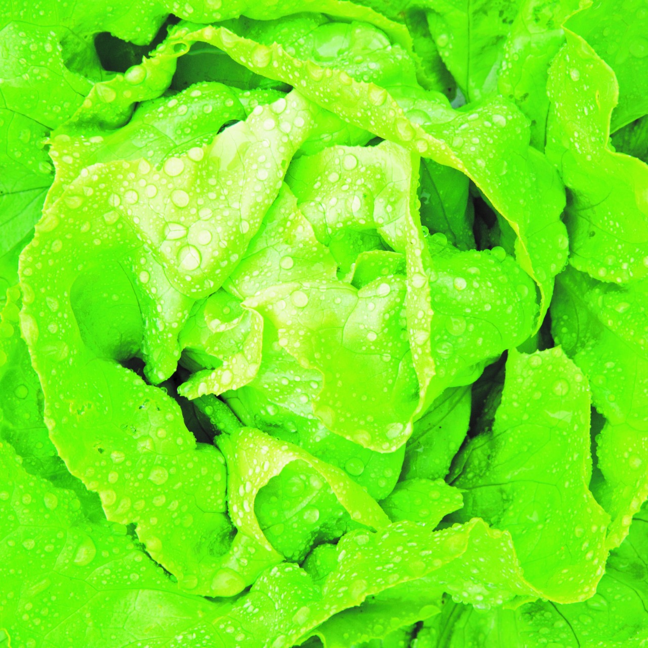 Nutrição eficiente pela adubação foliar