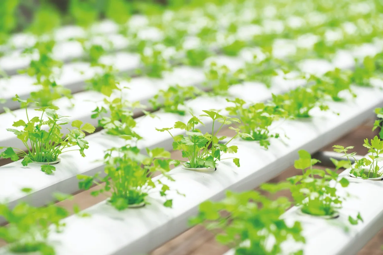 Hidroponia é a melhor opção para cultivar coentros