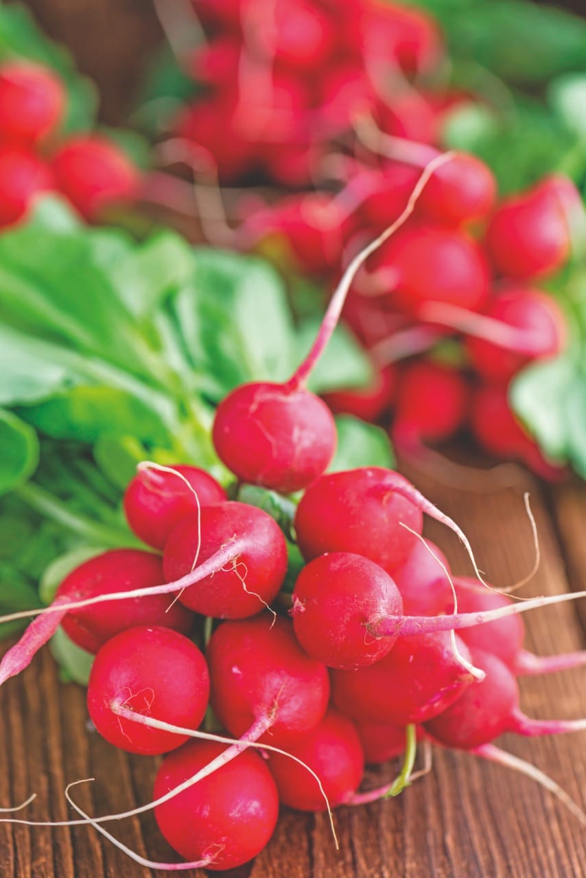 Como obter sucesso no cultivo de rabanete?