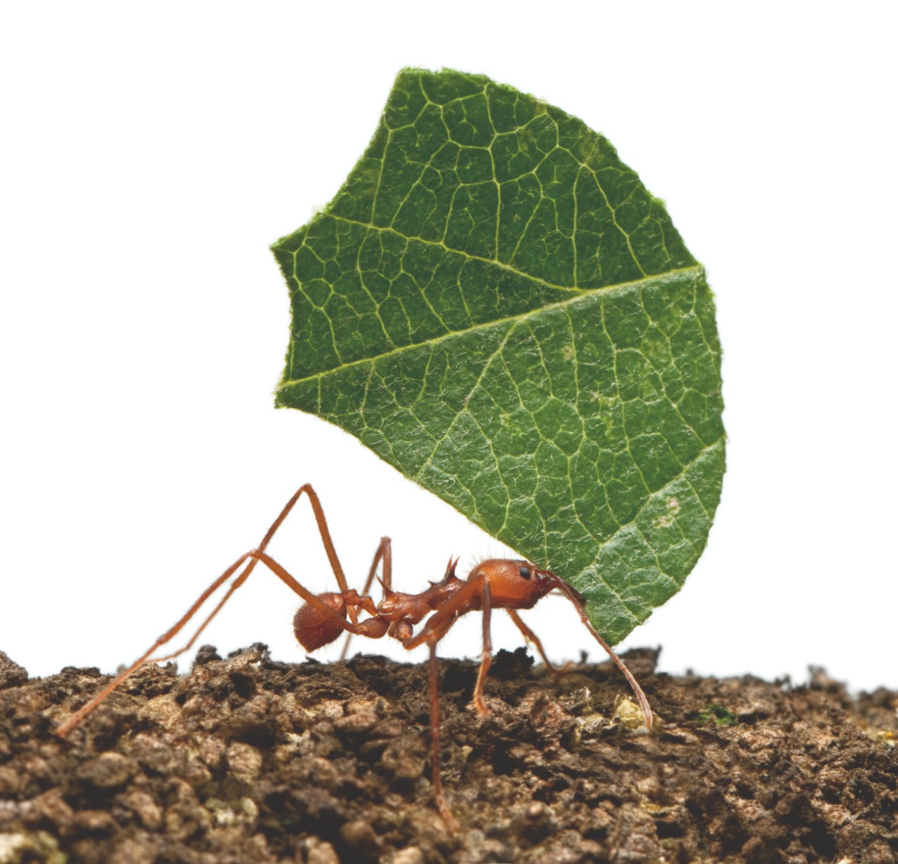 Controle das Formigas cortadeiras na agricultura orgânica