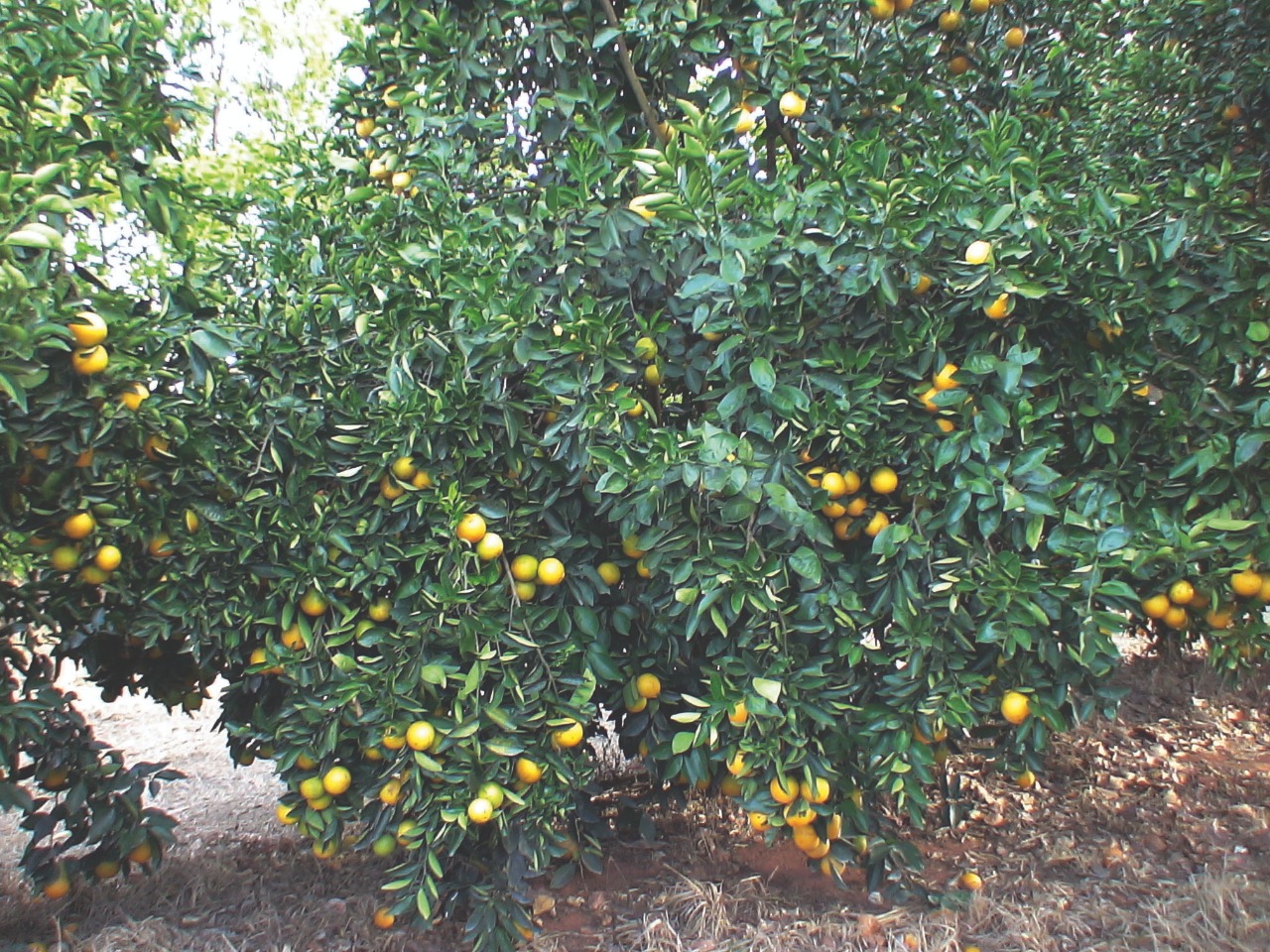 Ataque fatal aos pomares citrícolas de Gomose de phytophthora