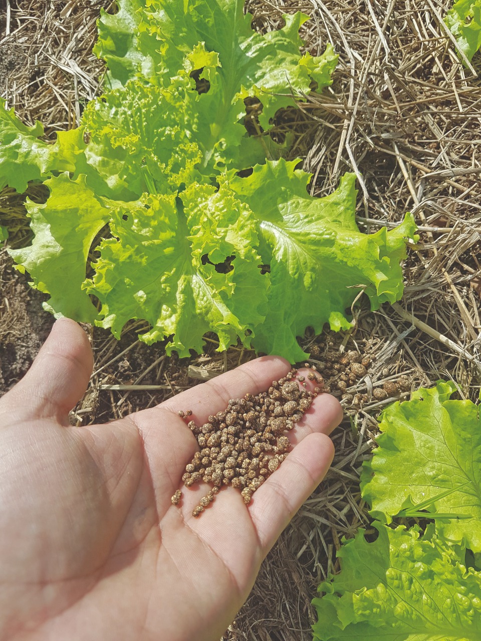 O uso de organominerais é tendência no cultivo de hortaliças