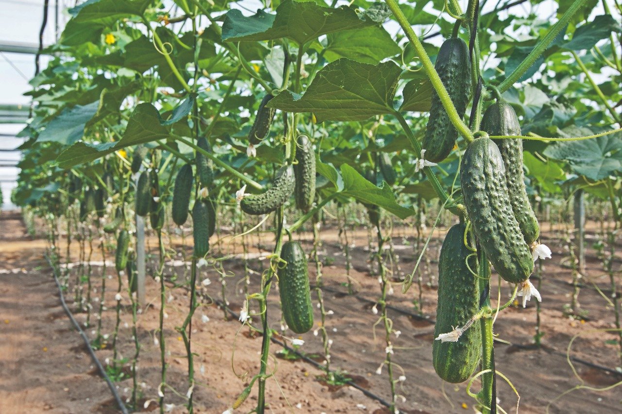 Utilização do fosfito na cultura do pepino