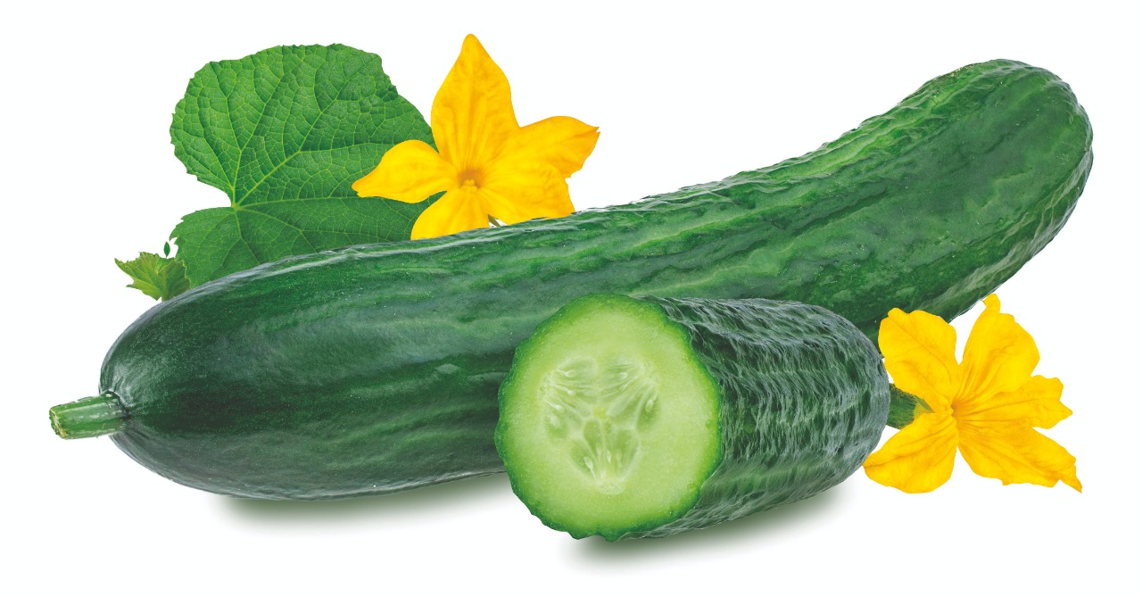Os benefícios da nutrição foliar para os pepinos