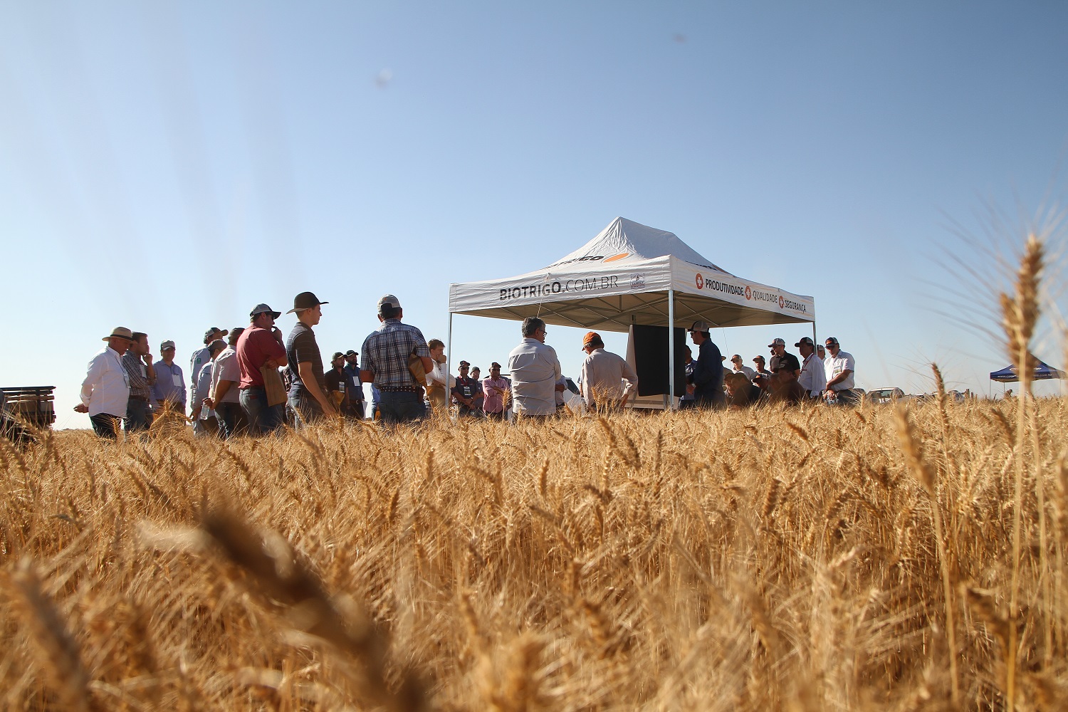 Tecnologias para aumentar a produção de trigo no Cerrado