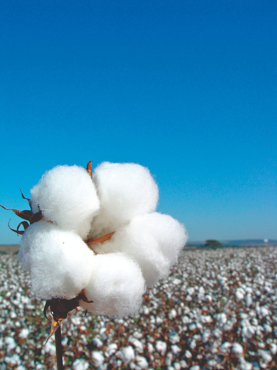 Startup Receituário Agronômico Siagri participa de área de inovação