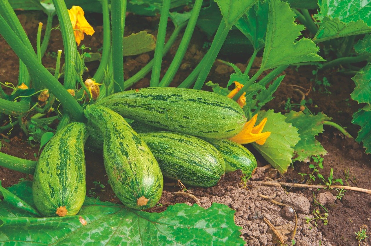 Mais rentabilidade para sua plantação de abobrinha