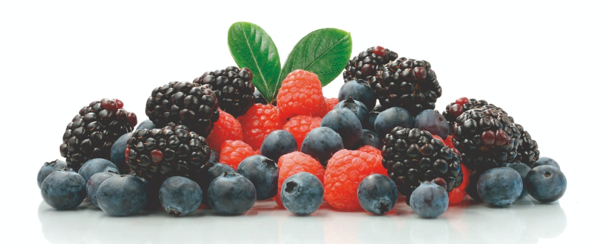 Panorama nacional da produção de frutas vermelhas