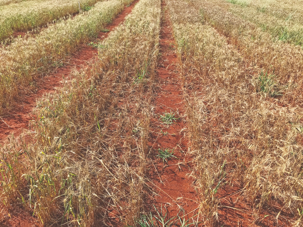 Bactéria ainda desconhecida destrói lavouras de trigo