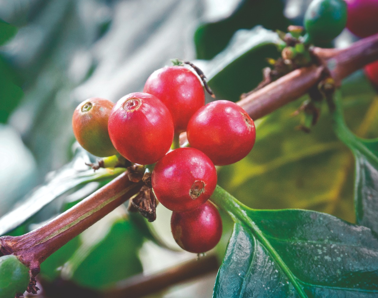 Nutrição na dose certa para o cafeeiro
