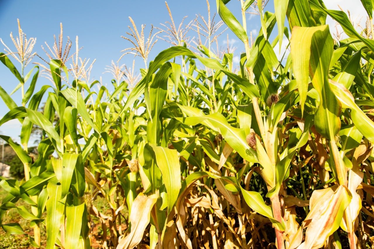 Estudo aprimora genotipagem de milho