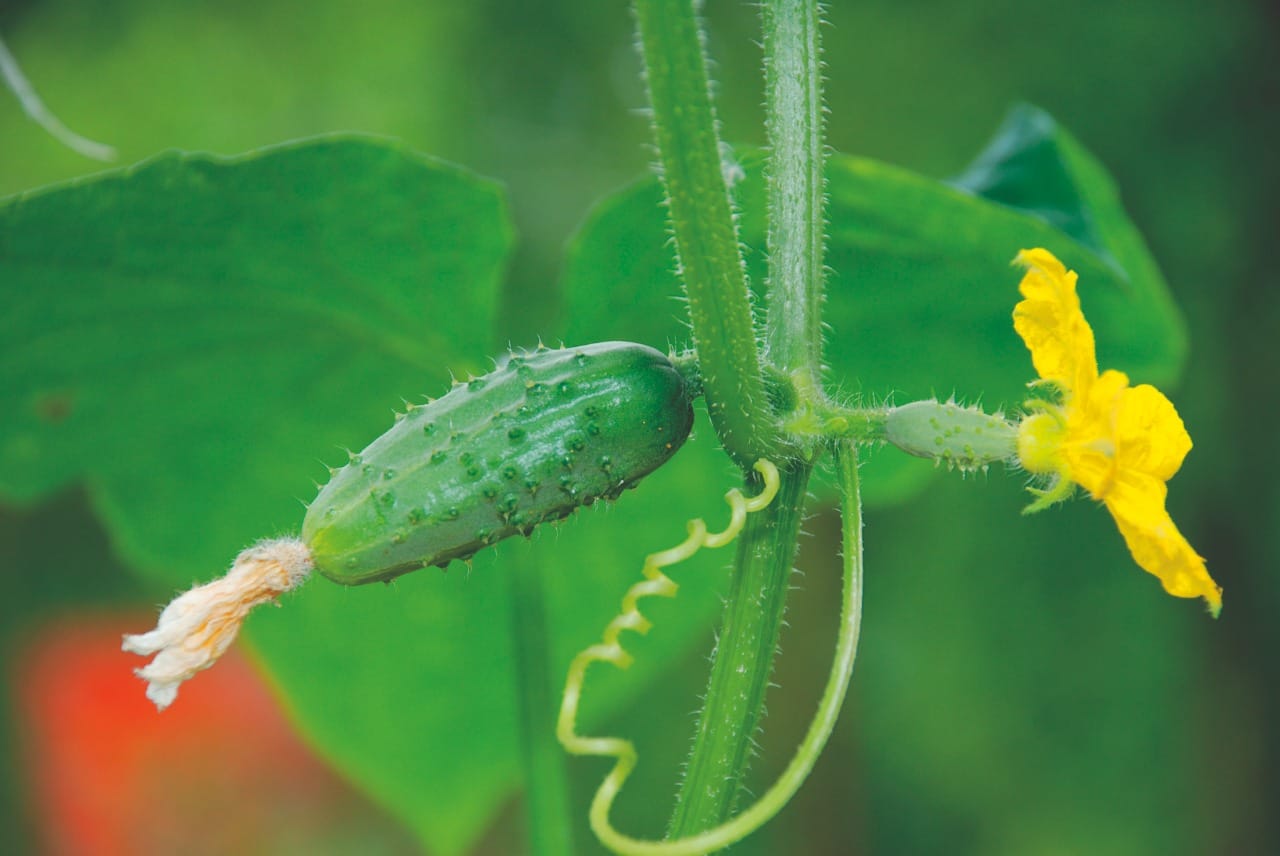 O minipepino ainda é pouco explorado