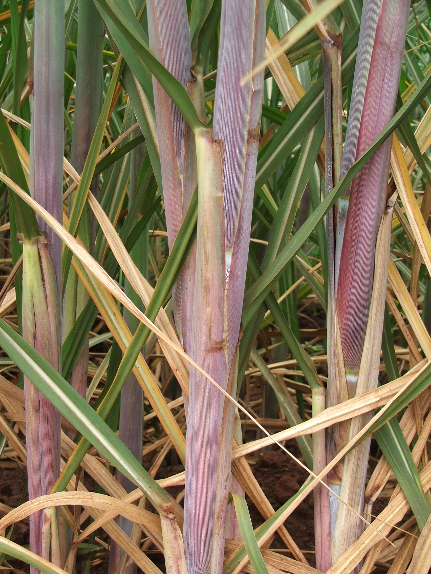 A preocupante queda de produtividade na cana