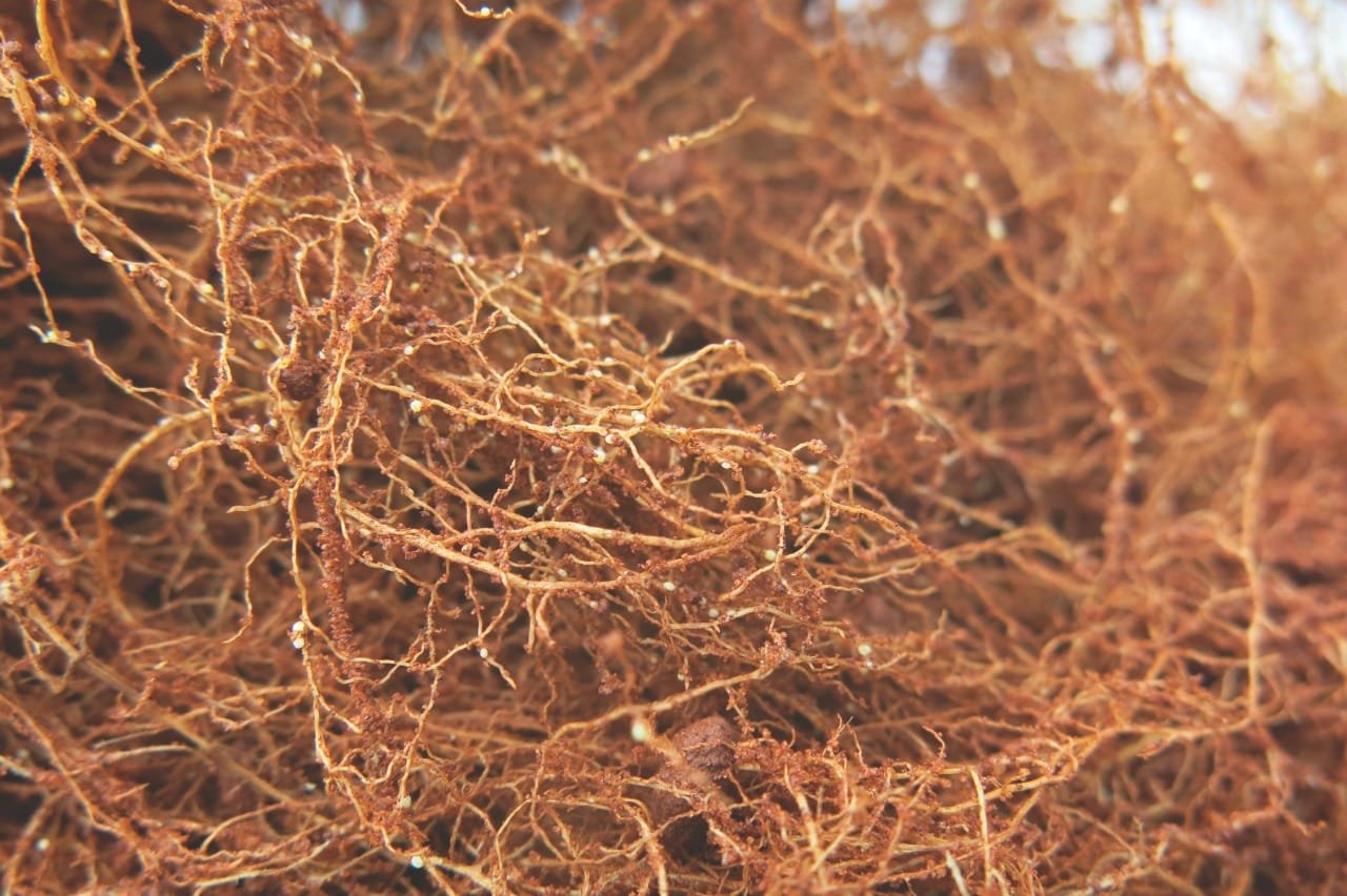 Alerta para os nematoides em soja