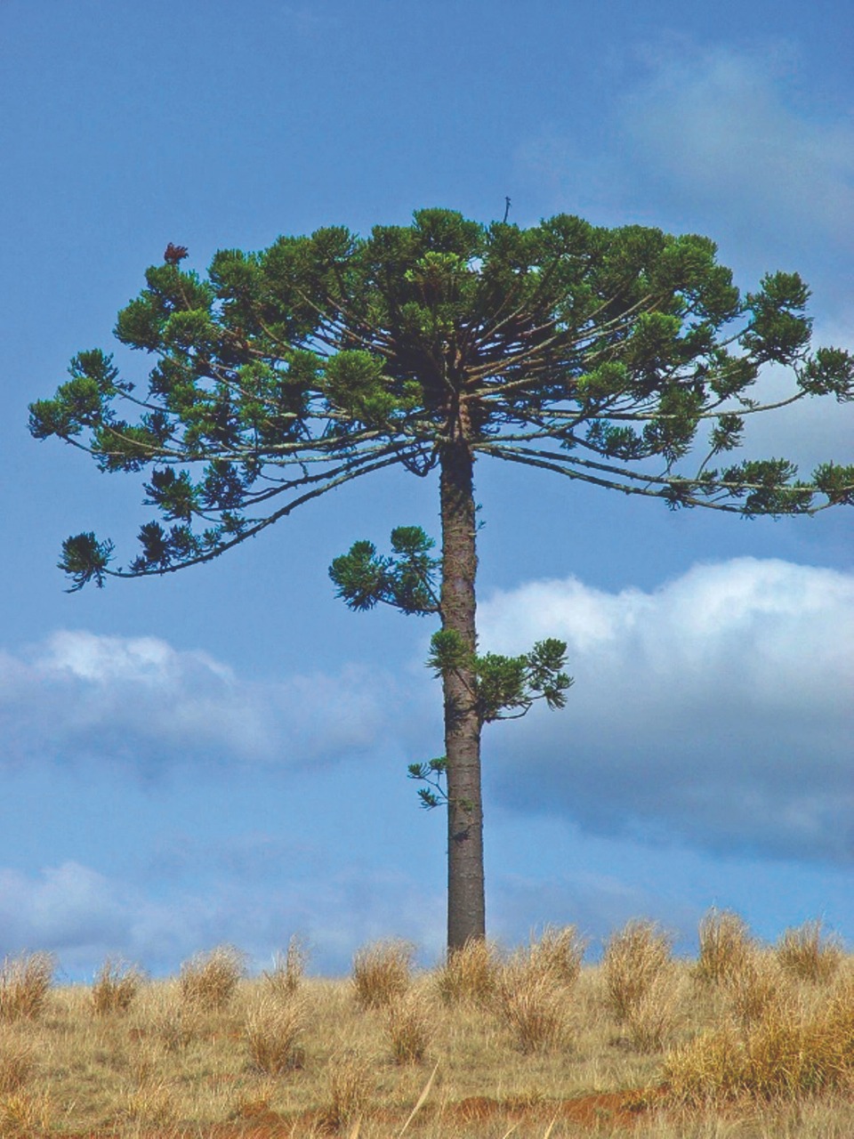 Inovação e valor agregado na produção contribuem com araucárias