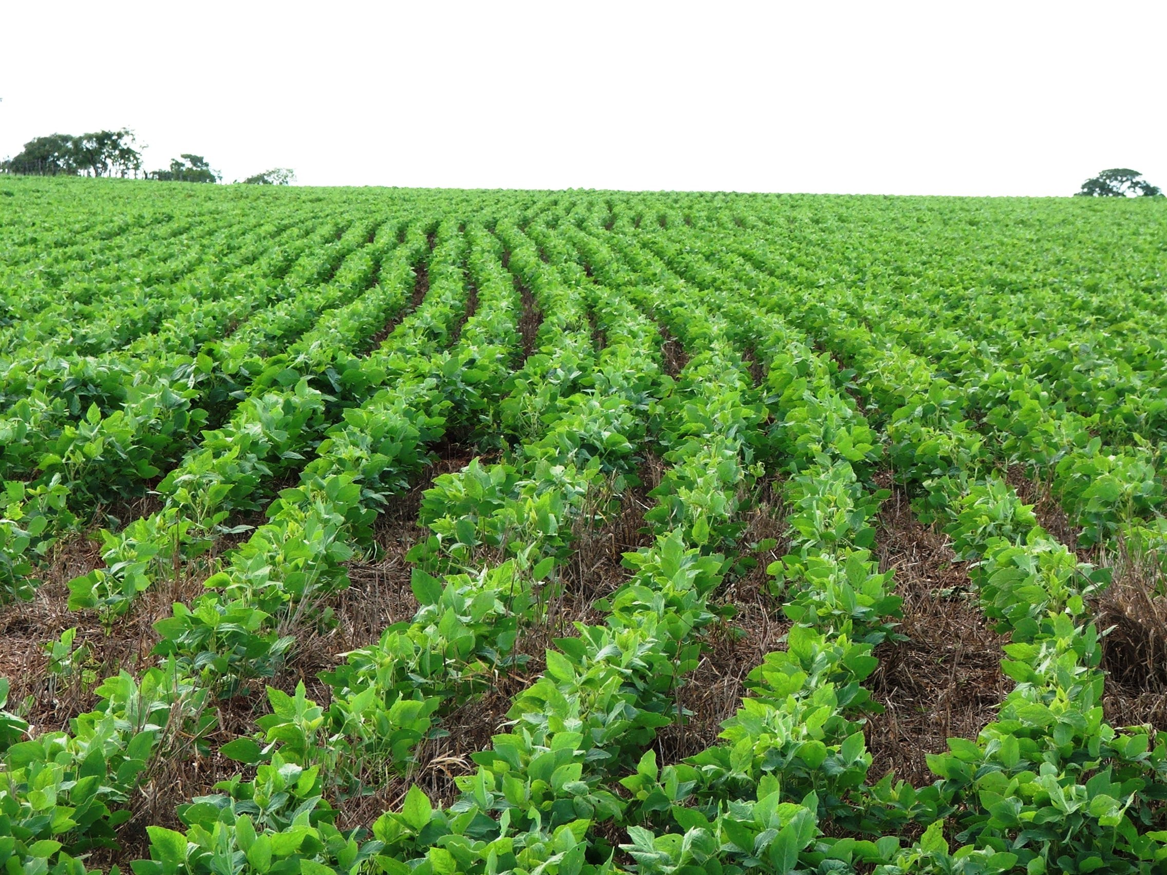 Ourofino Agrociência se fortalece no mercado de pastagem