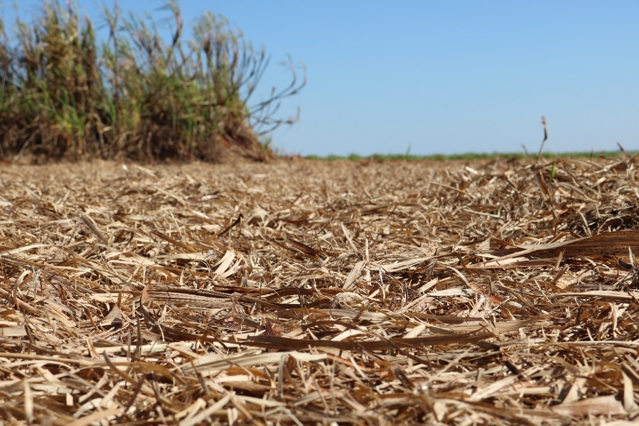 A remoção da palha de cana-de-açúcar dobrará a demanda de fertilizantes