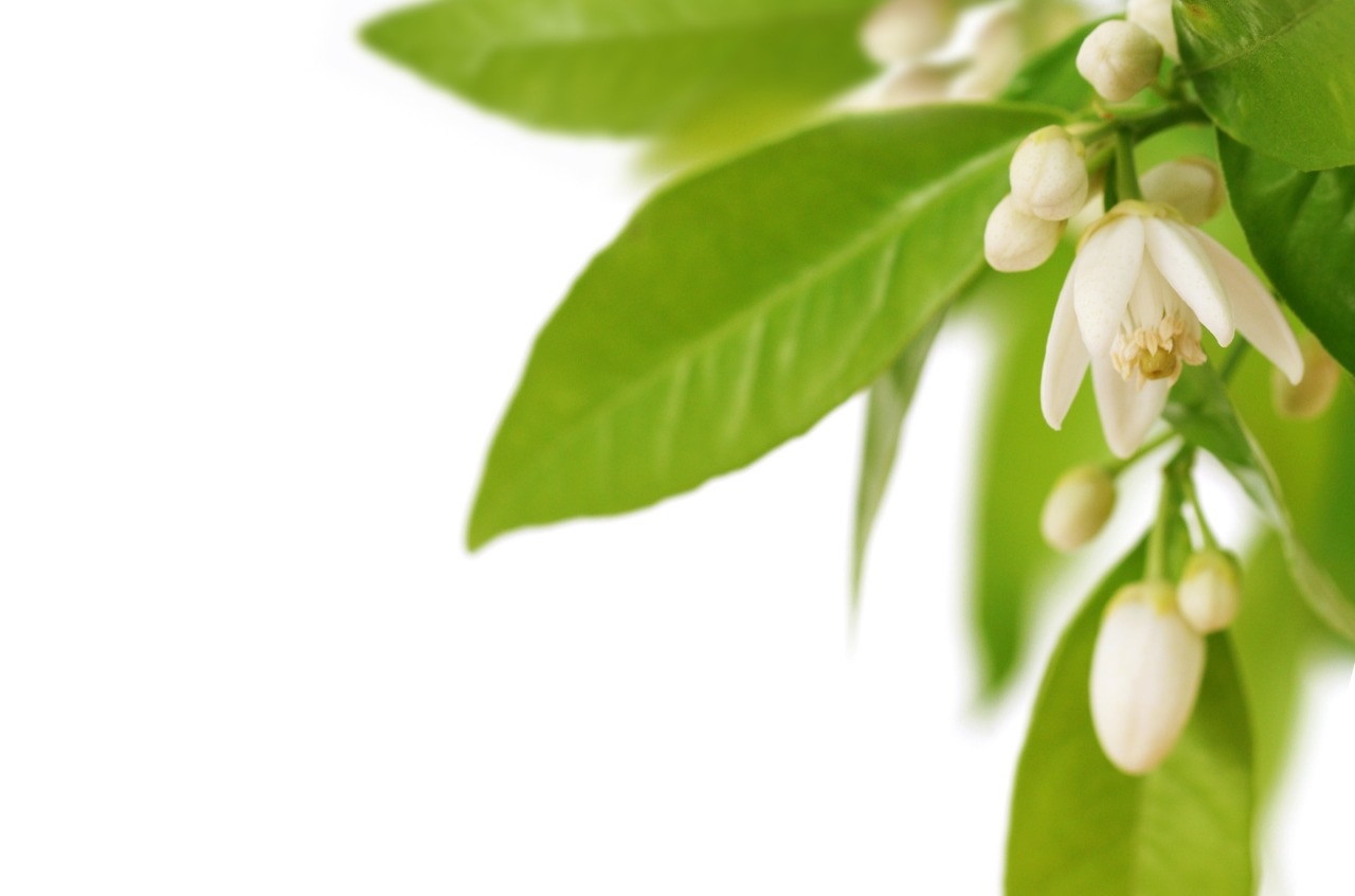 Aumentos na produtividade, qualidade e rentabilidade com Lithothamnium