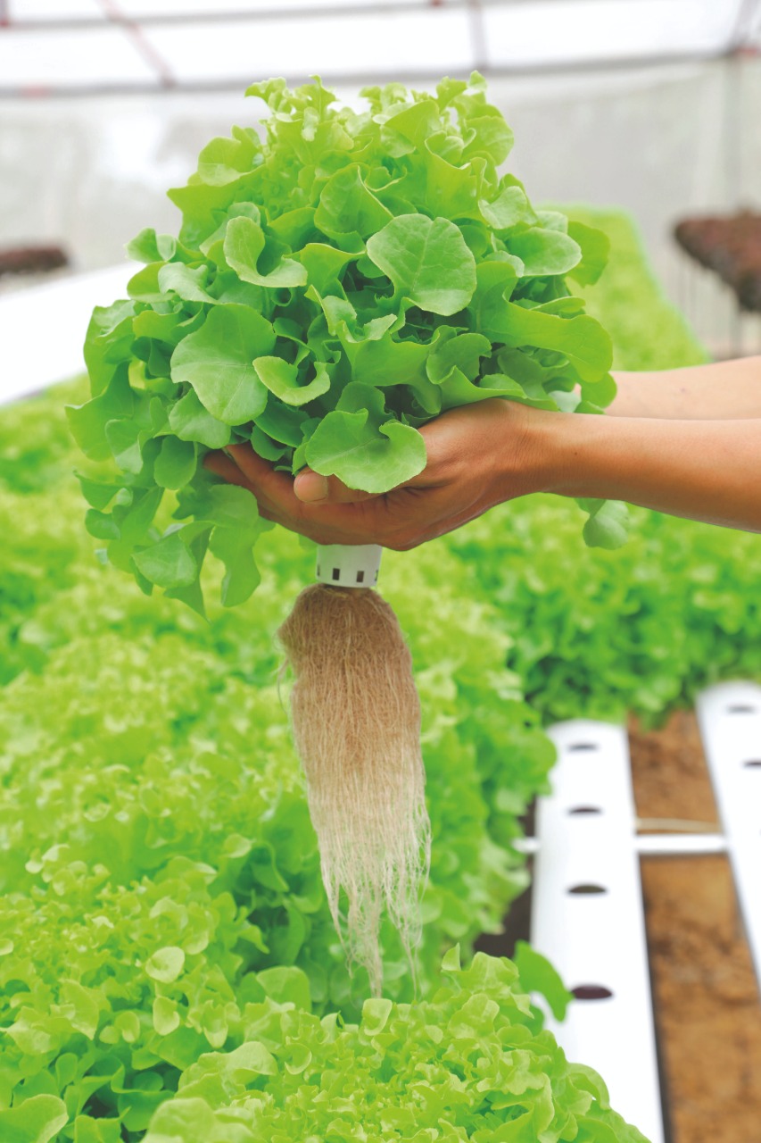 Fertirrigação inteligente para hidroponia