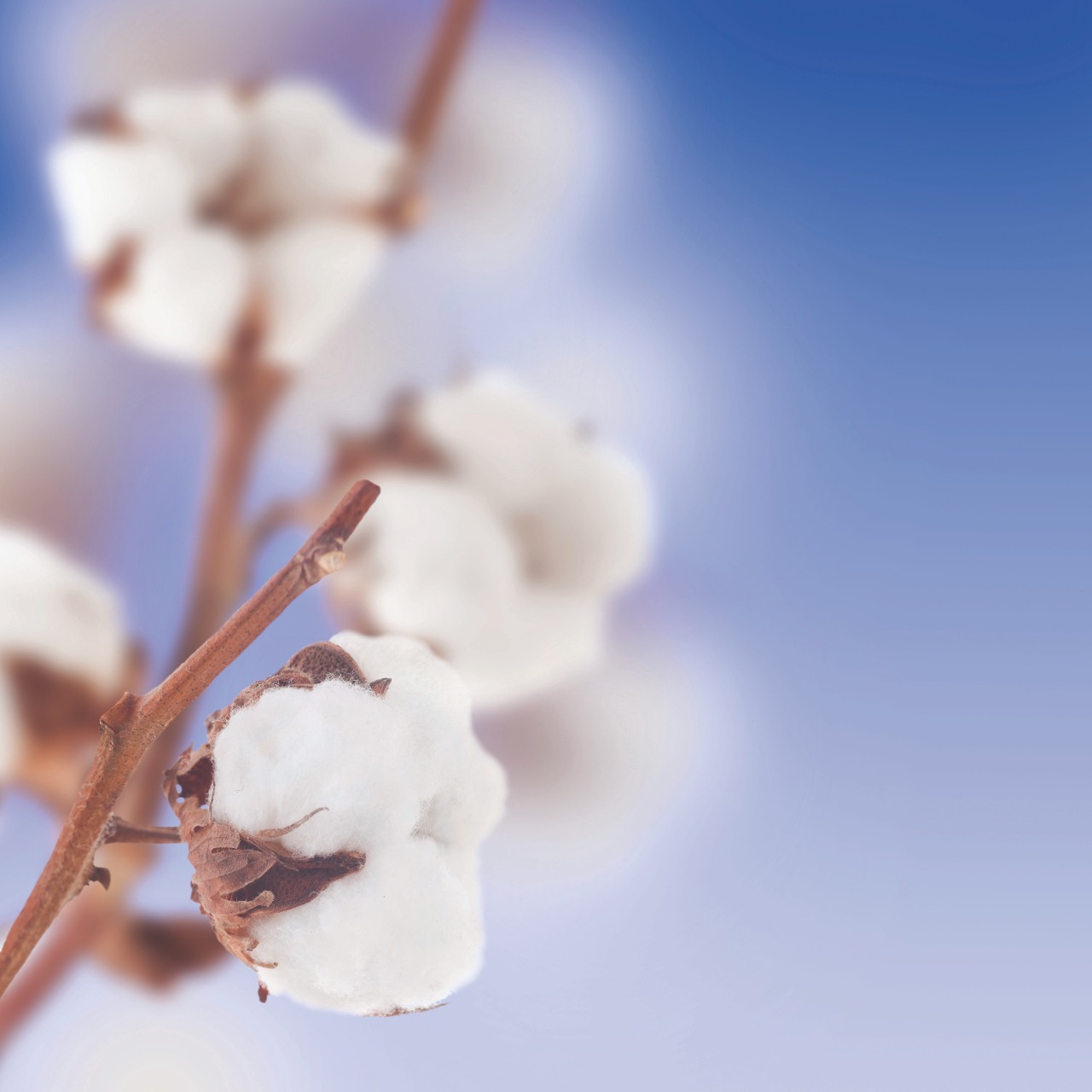 Congresso cotonicultor comemora safra recorde