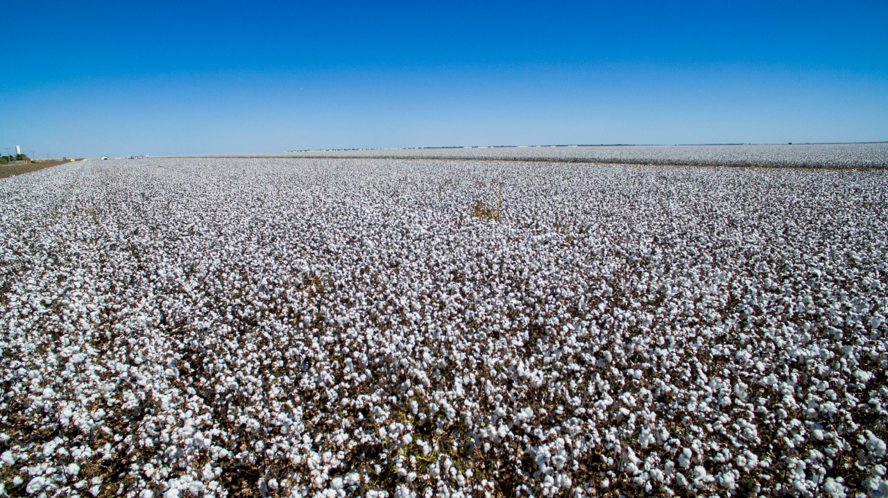 FMC apresenta soluções inovadoras para cotonicultura no 12ª CBA