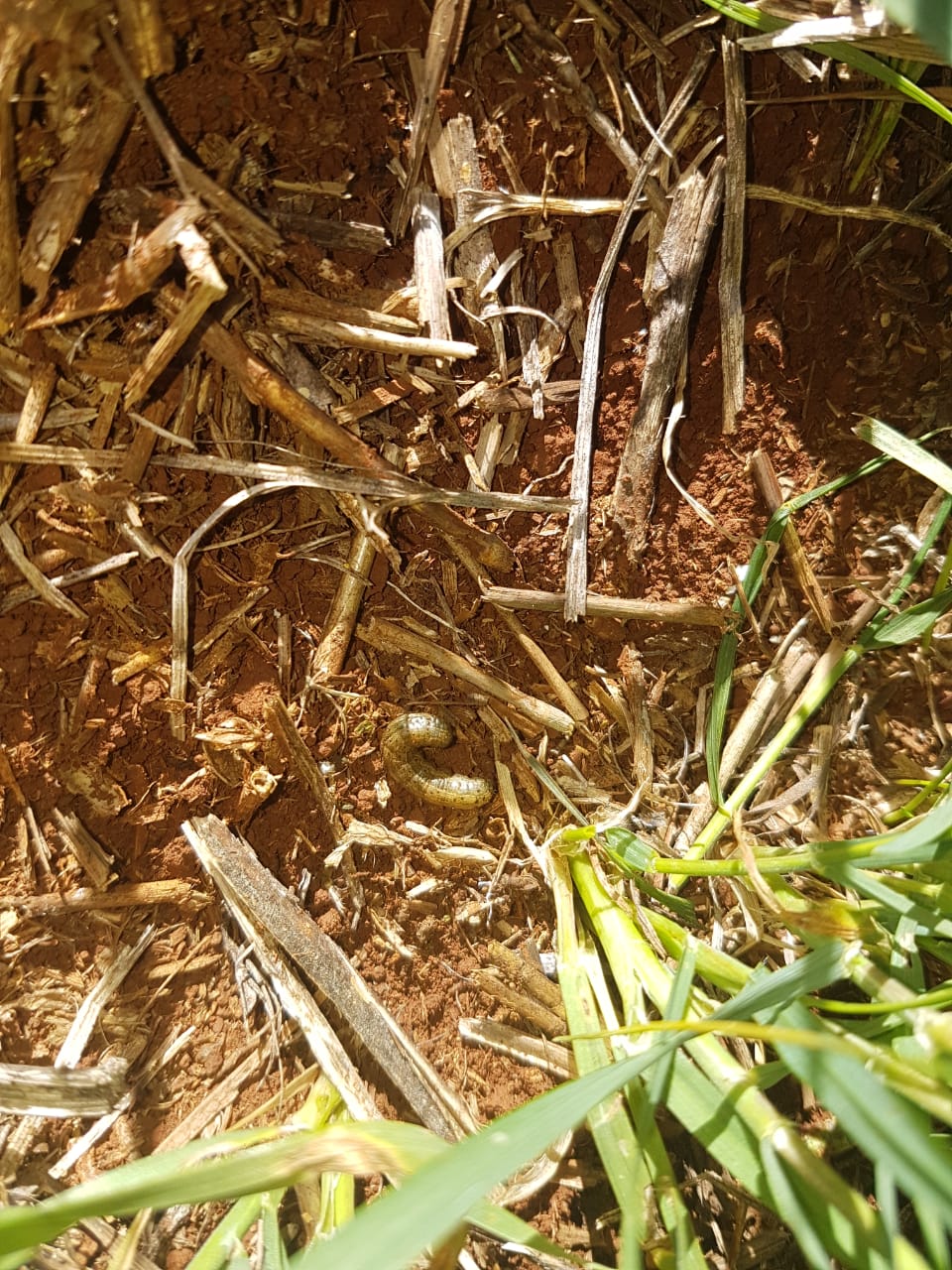 Manejo e monitoramento para controle da lagarta