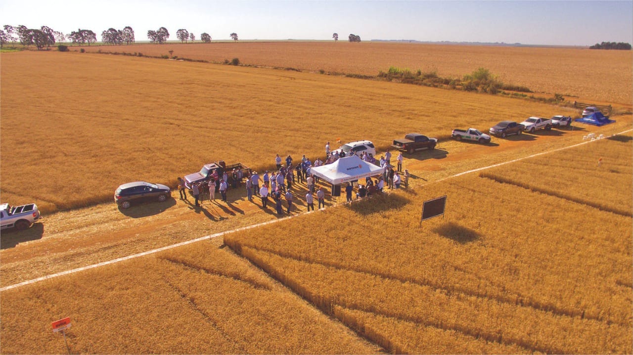 Tecnologias para aumentar a produção de trigo no Cerrado