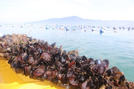 Estudo da Epagri comprova presença de espécie de mexilhão invasora