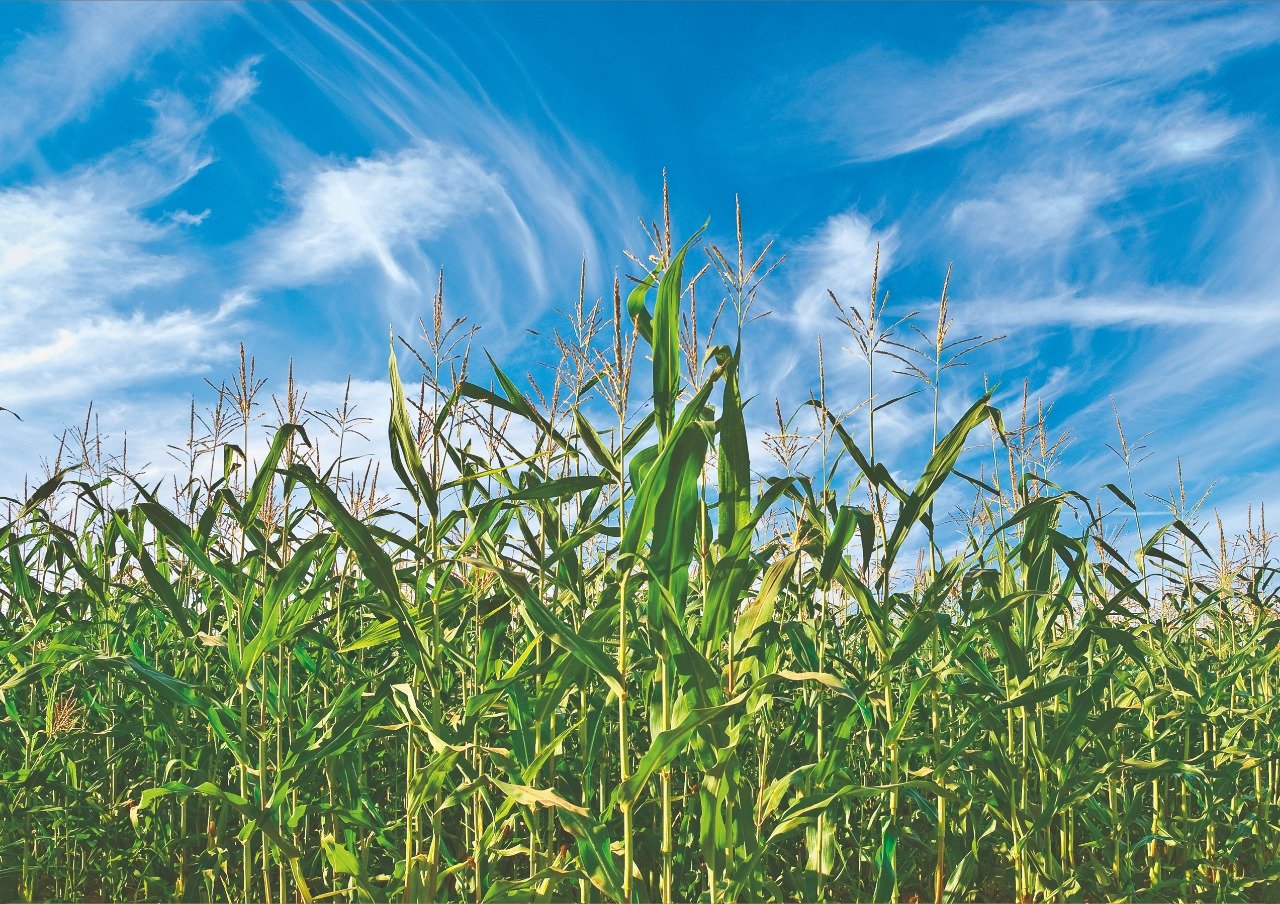 Ácidos húmicos e insumos biológicos na agricultura