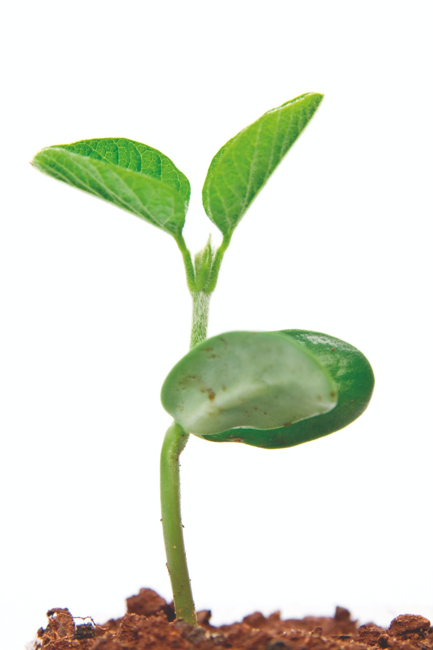 Fertilizantes organominerais e sua aplicação na agricultura