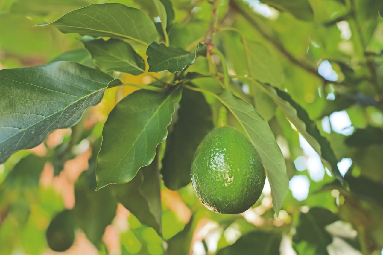 Cálcio favorece enchimento do abacate?