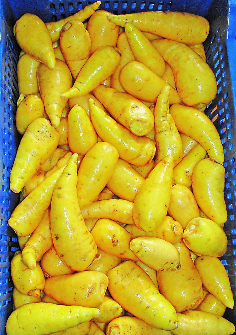 Como obter uma alta produtividade de mandioquinha-salsa?