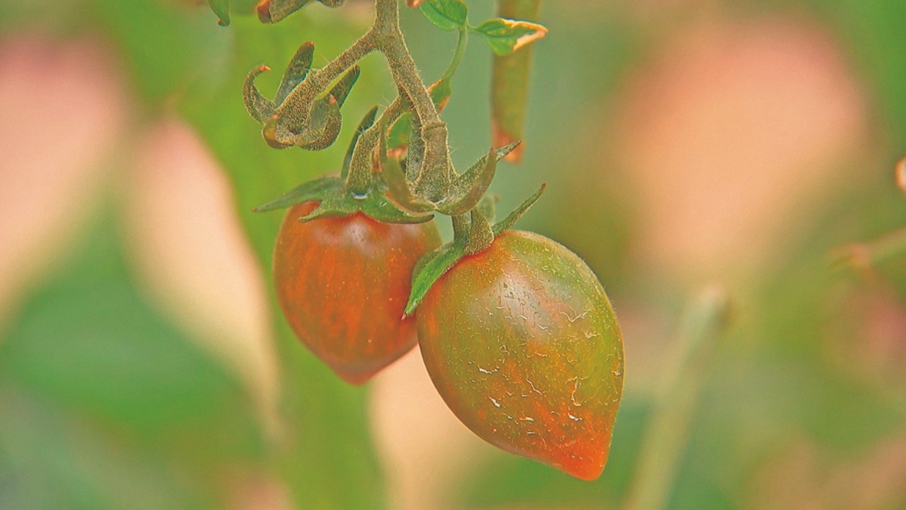 Produtores investem em tomates gourmet