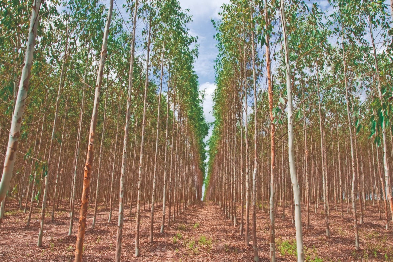 Lei de Proteção da Vegetação Nativa