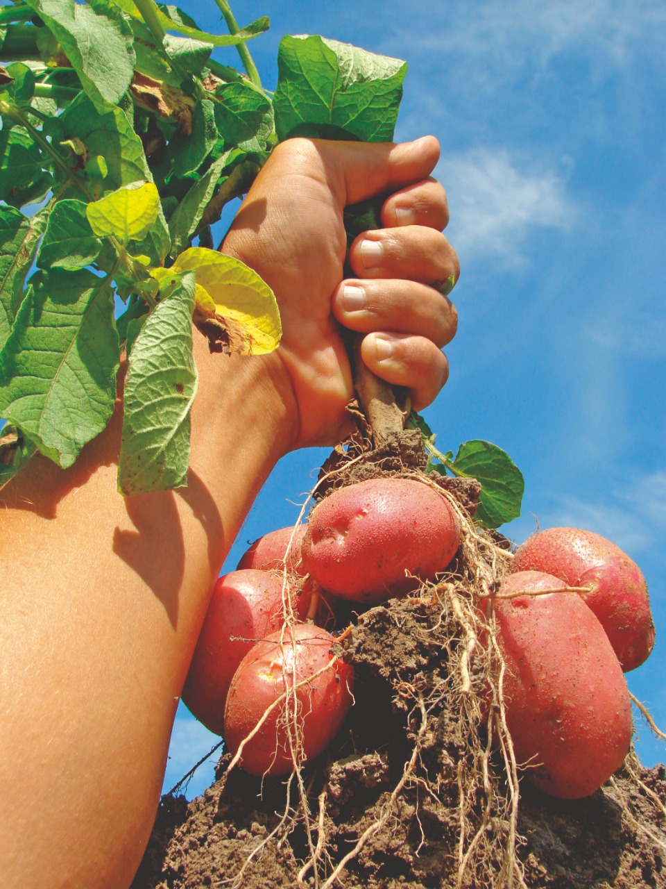 Bioestimulantes: Batata agradece aplicação
