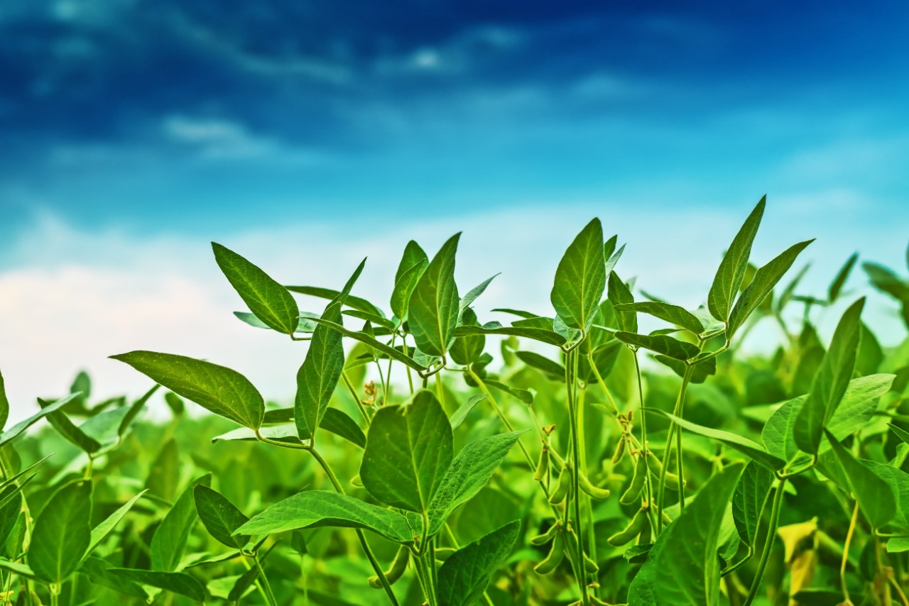 As folhas quanto mais tempo na soja, melhor