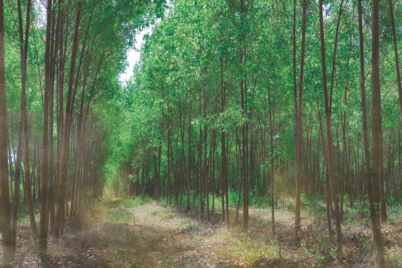 Produção madeireira a importância dos tratos silviculturais