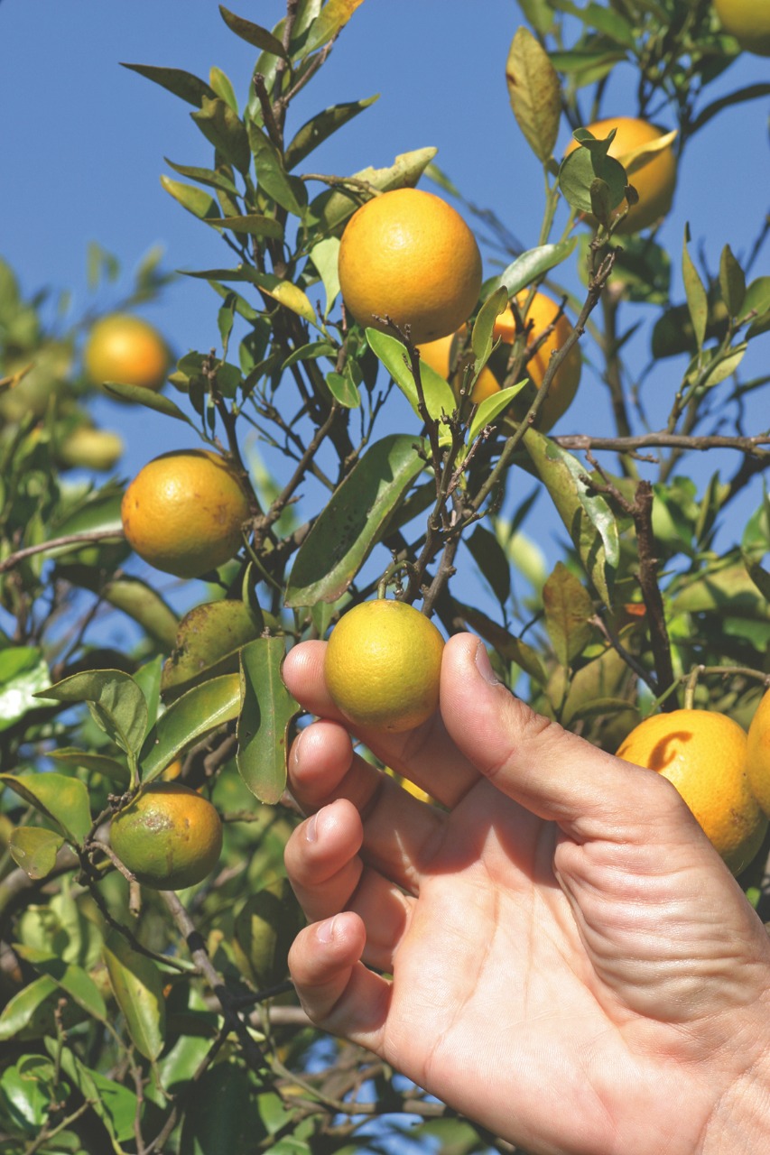 Greening aumenta e atinge 19,02% das laranjeiras