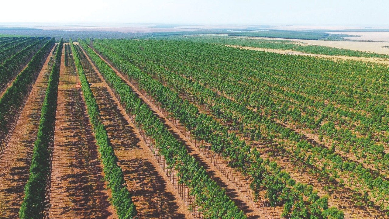 Nutrição foliar corrige deficiências quase que imediatamente