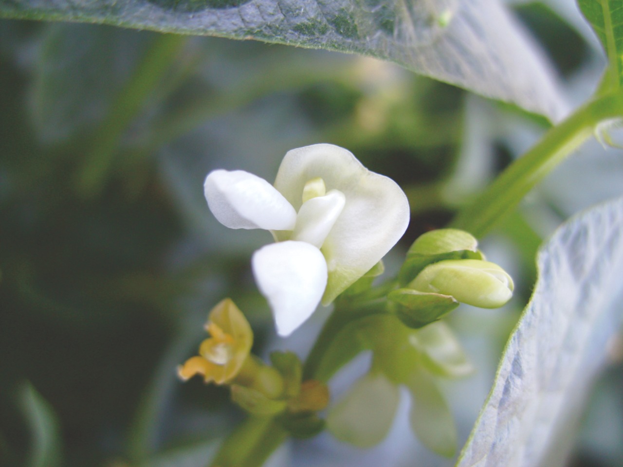Algas marinhas proporciona mais floração e produção de feijão