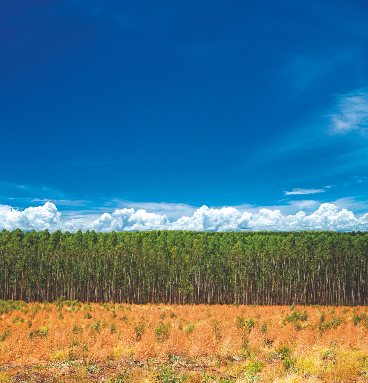 Código e propostas de alterações na gestão ambiental