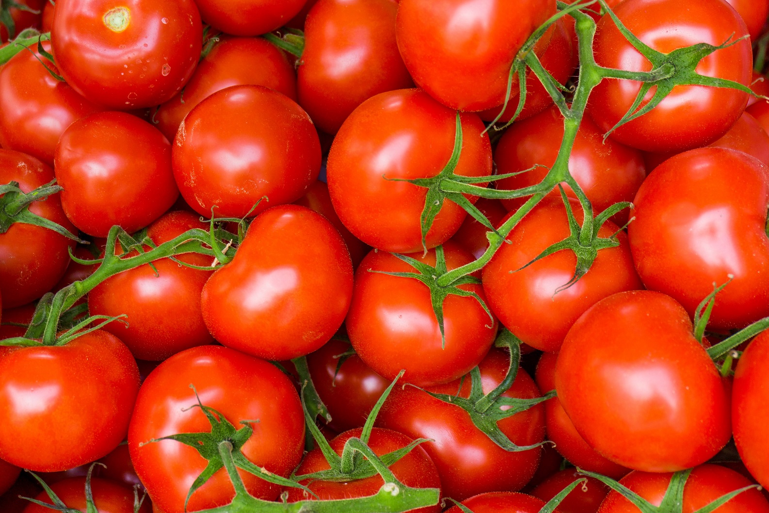1º Encontro Tecnológico da Cultura de Tomate